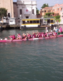 Roses en Baie breat cancer