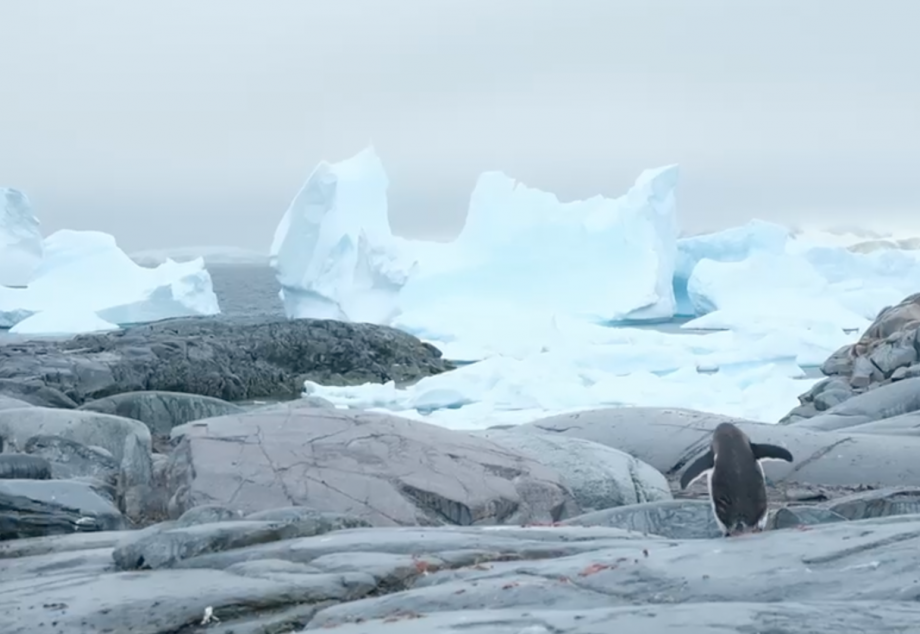Images from Noemie of her trip to Antarctica noemie fox trip penguins